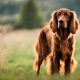 Irish Setter