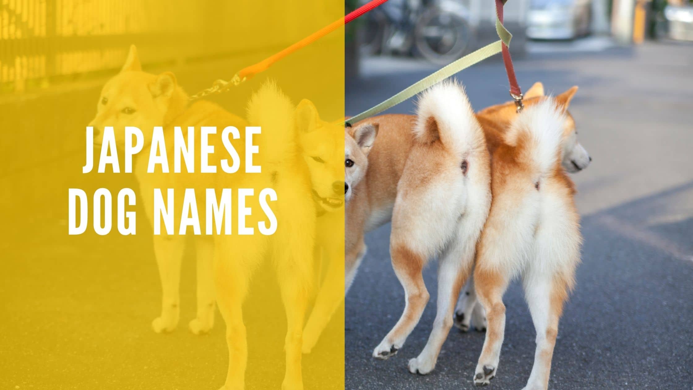 Most Popular Japanese Dog Names at Betty Ammerman blog