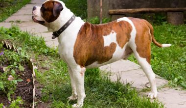 Johnson American Bulldog