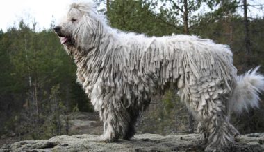 Komondor