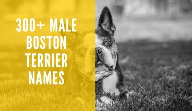Male Boston Terrier Names