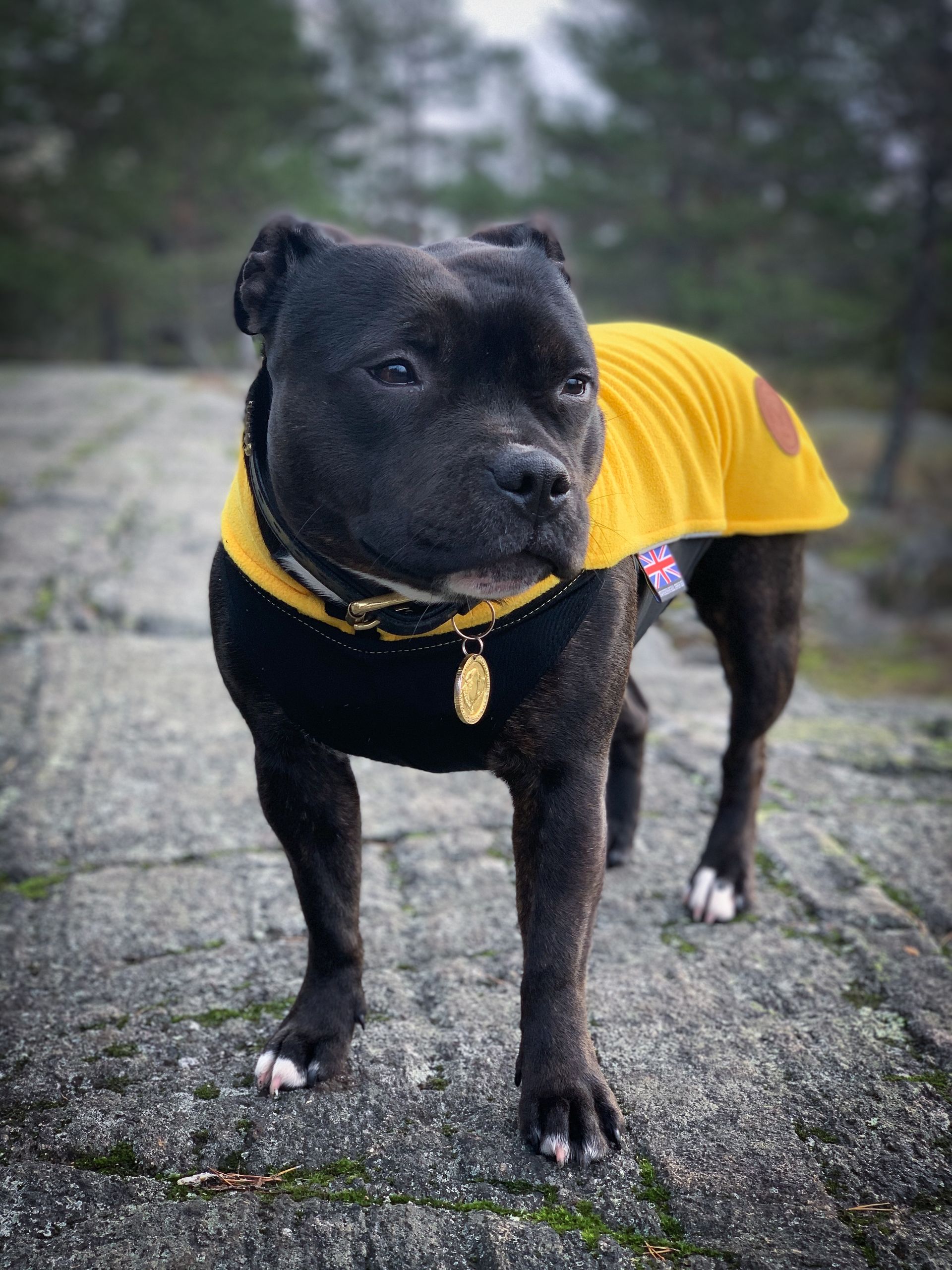 Staffordshire Bull Terrier Types of Pit Bull