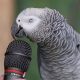 Best Talking Parrots