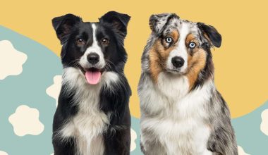 Differences Between Border Collie and Australian Shepherd