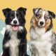 Differences Between Border Collie and Australian Shepherd