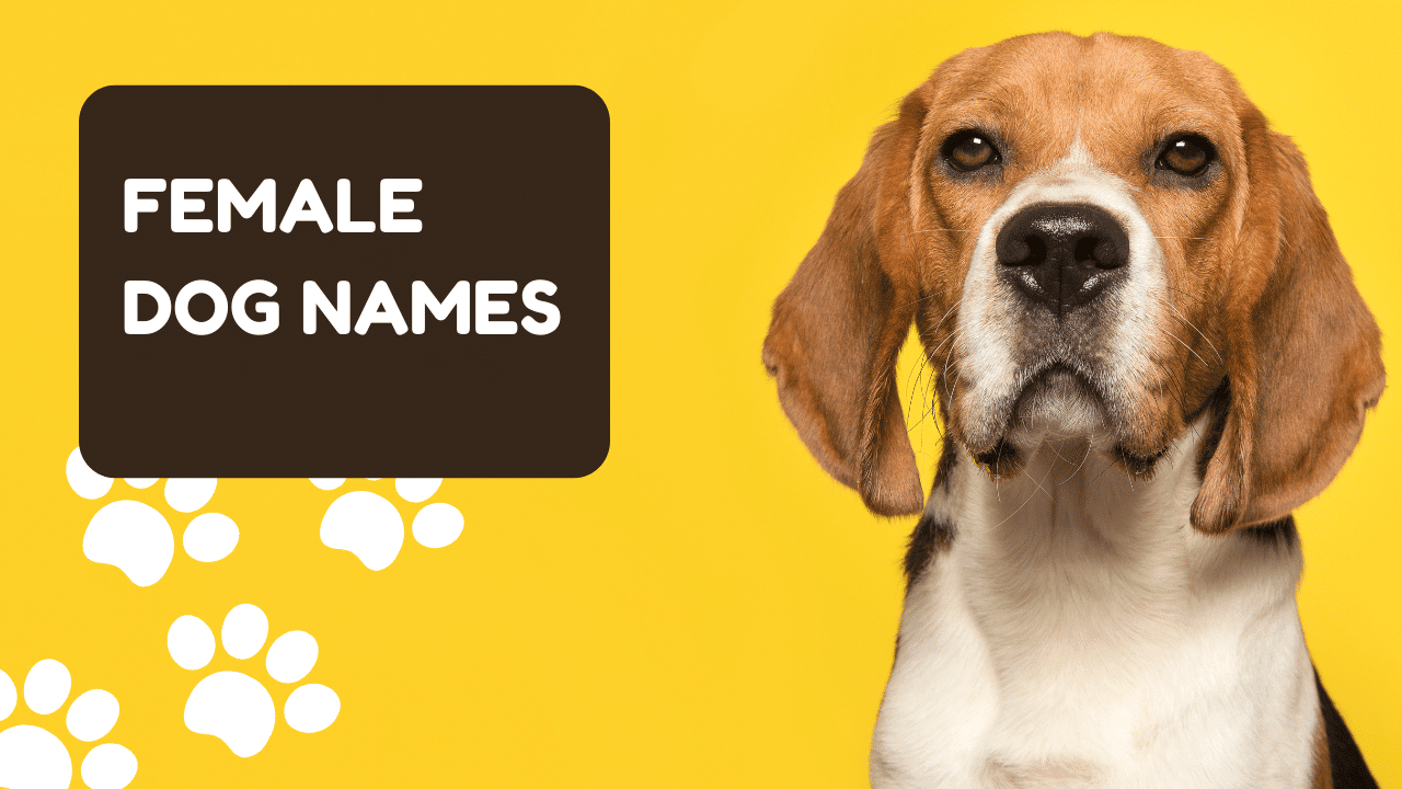 500+ Female Dog Names for Your Doggo