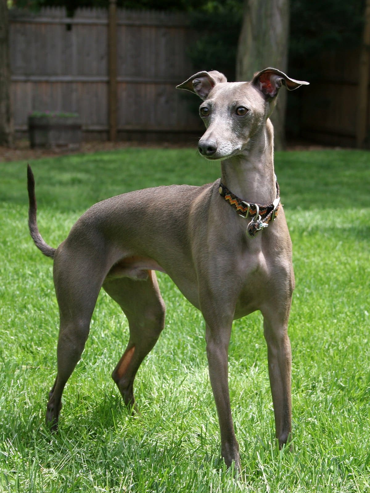 Italian Greyhound Italian Dog Breeds