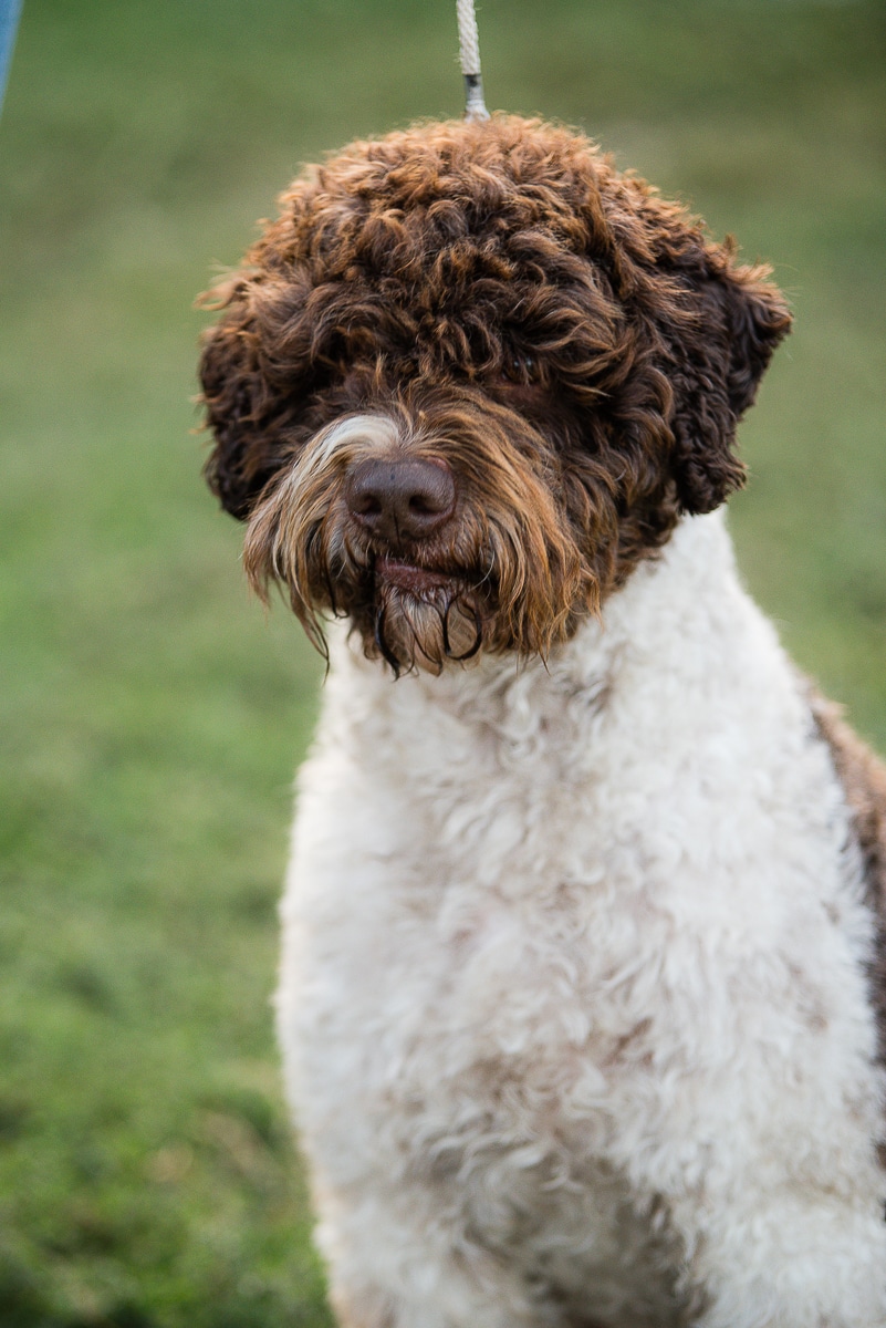 Lagotto Romagnolo