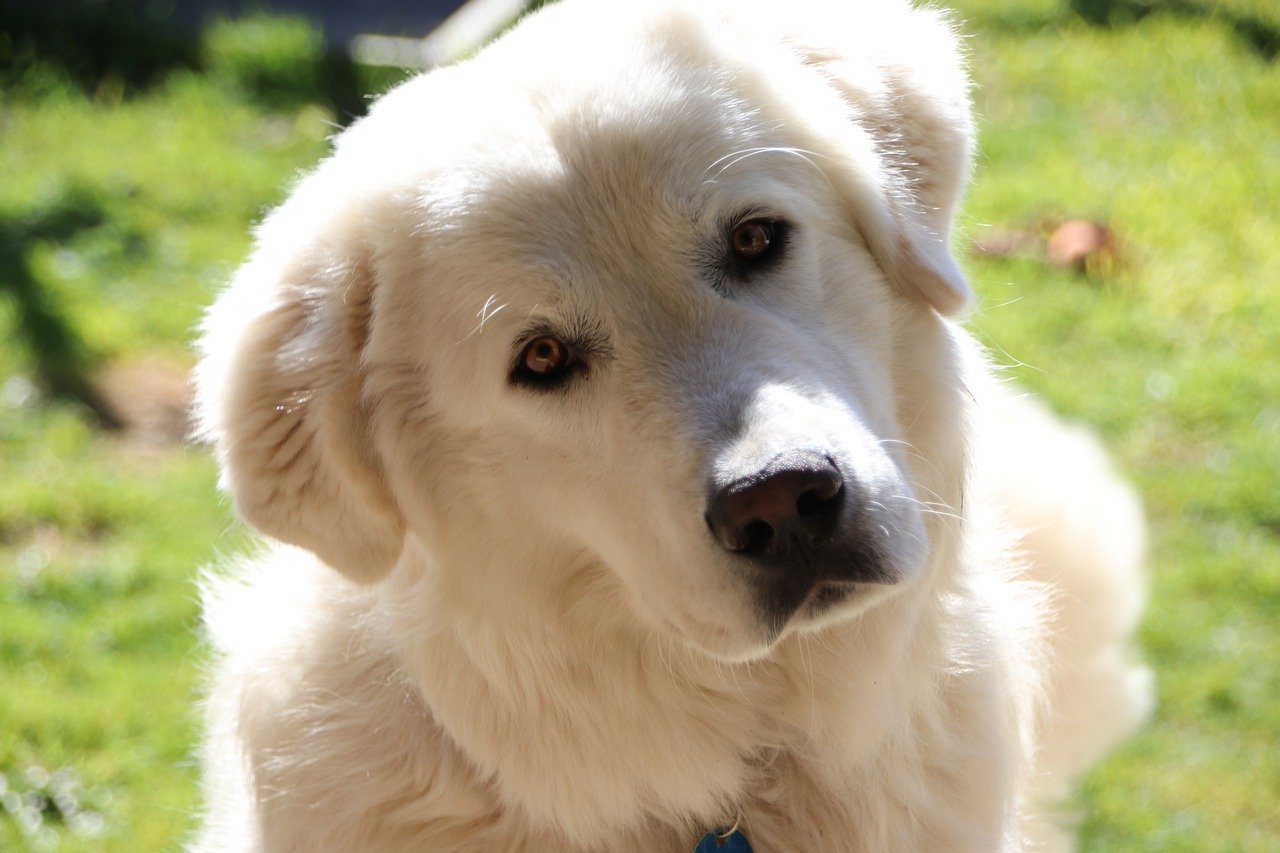 Maremma Sheepdog Italian Dog Breeds