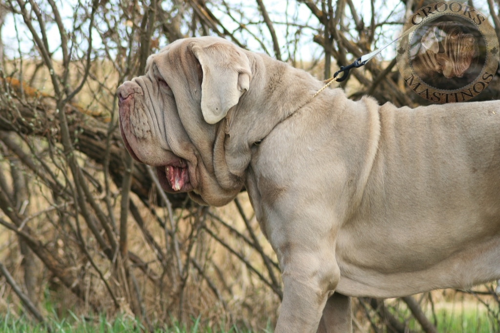 Neapolitan Mastiff Italian Dog Breeds