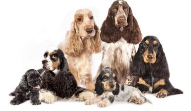 Different Types of Spaniels