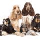 Different Types of Spaniels