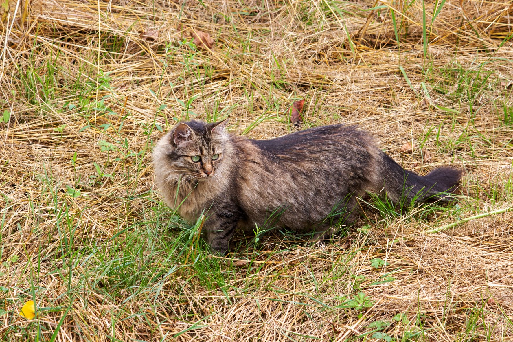 150-popular-german-cat-names-for-your-cat