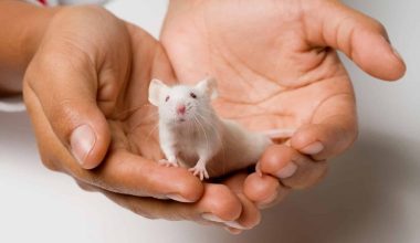 Guide to Caring and Keeping Mice as Pets