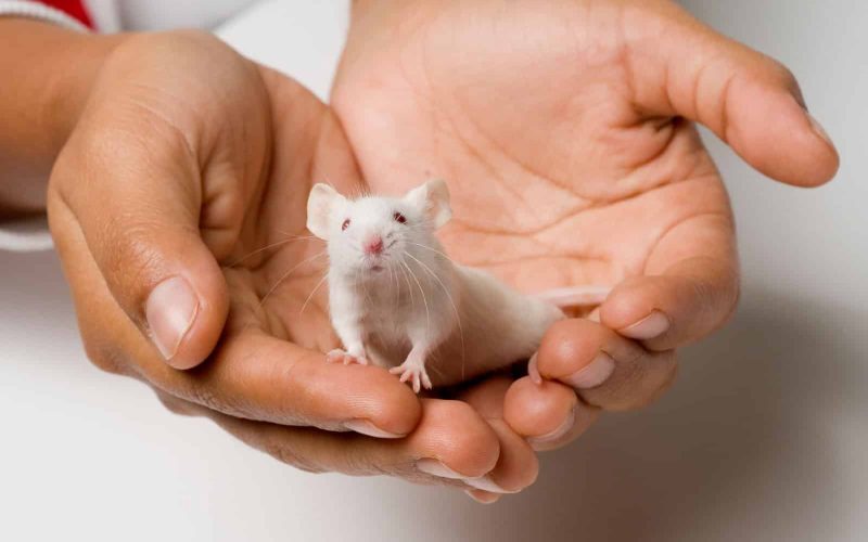 Guide to Caring and Keeping Mice as Pets