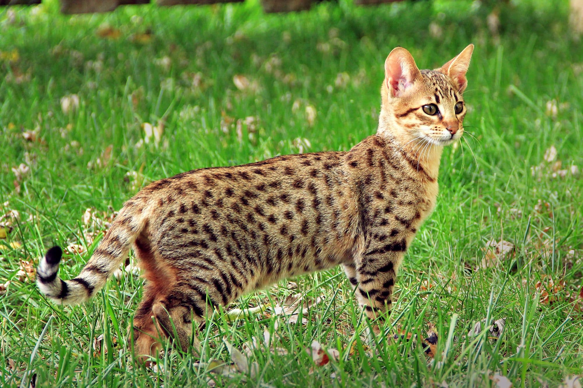 Savannah Cat Breed Profile and Information