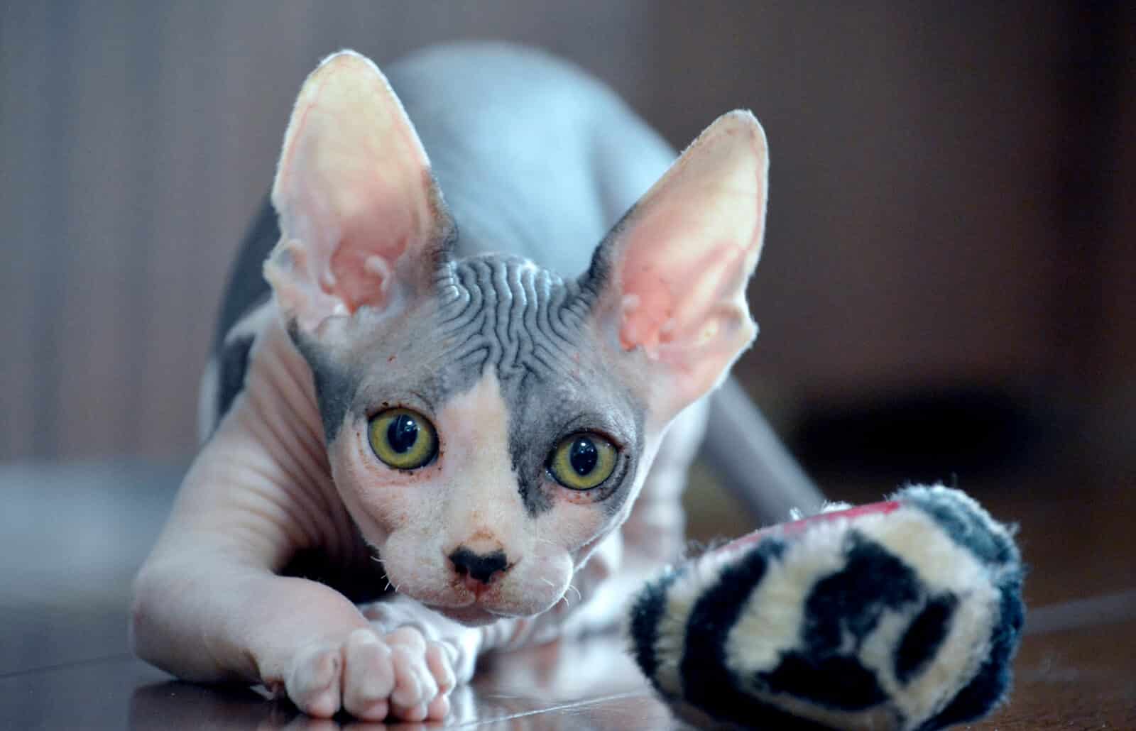 Sphynx Cat Breed Profile and Information