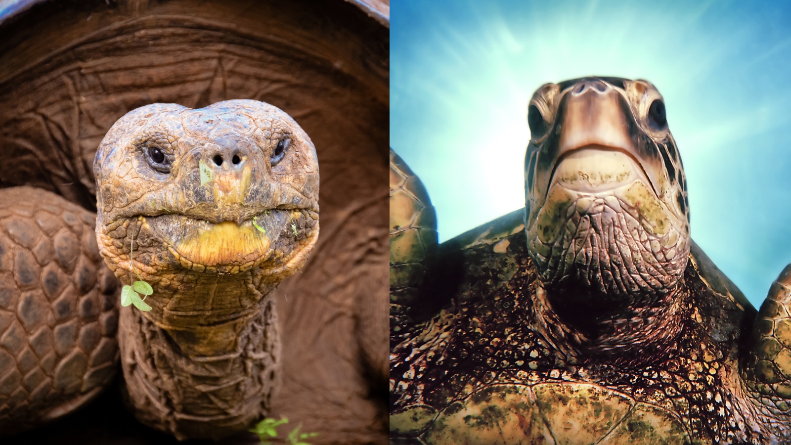 turtles-vs-tortoise-what-is-the-difference