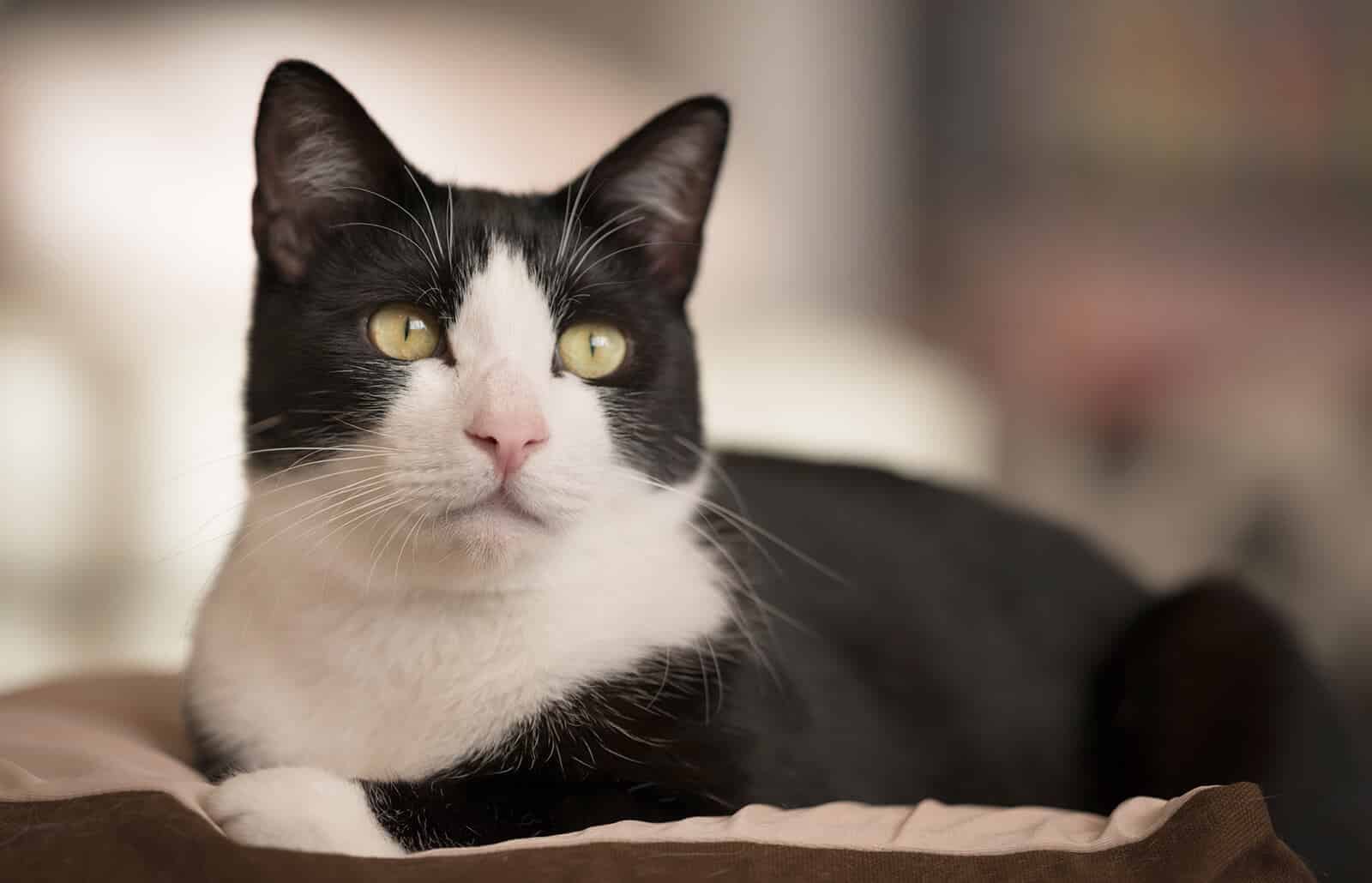 314-popular-tuxedo-cat-names