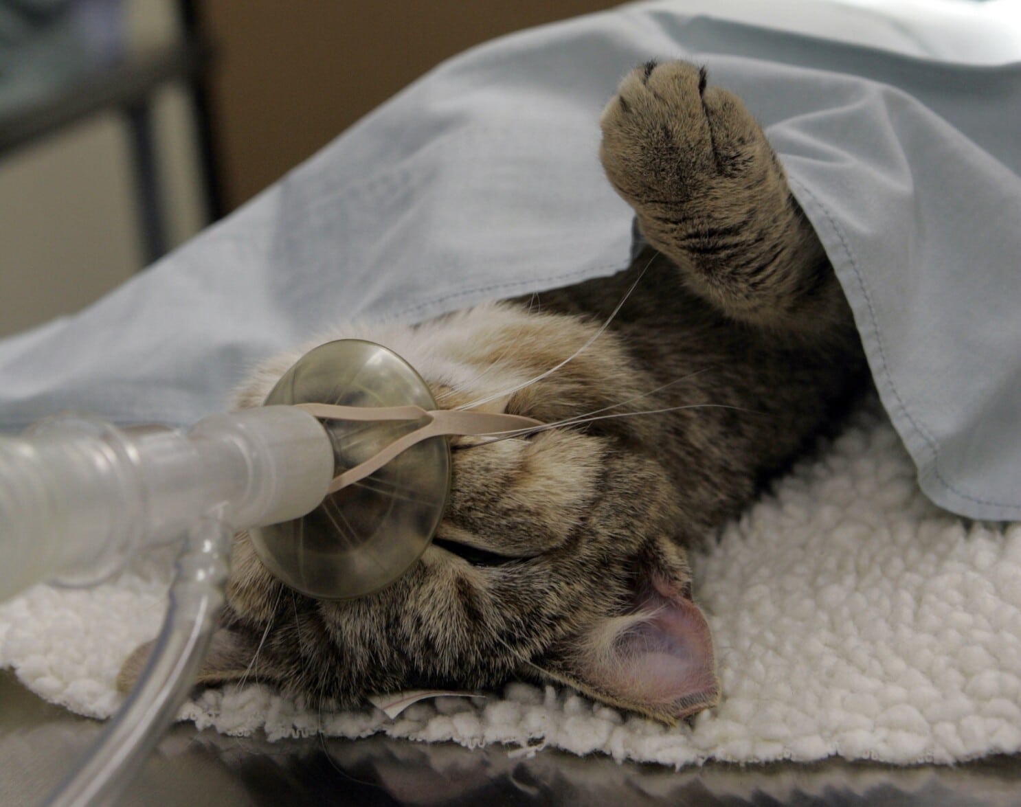 What Is Cat Neutering 
