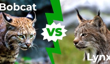 differences between bobcat and lynx