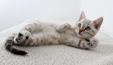 photo of grey tabby kitten lying down