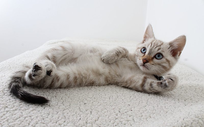 photo of grey tabby kitten lying down