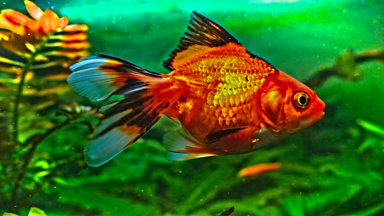 Fish 101: Introduction to Fishes Fish 101: Introduction to Fishes