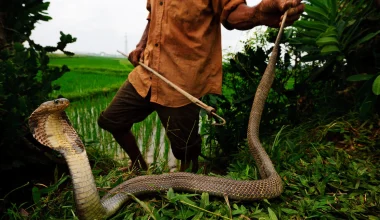 Animals Immune to Snake Venom