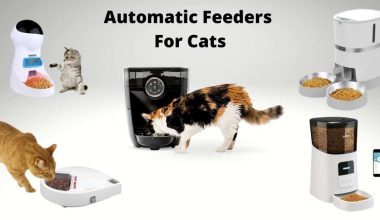 Best Automatic Cat Feeders