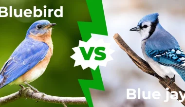 Bluebird Vs Blue Jay