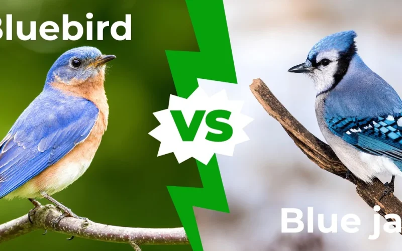 Bluebird Vs Blue Jay