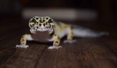 Can Geckos See in the Dark