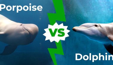 Difference Between Dolphins and Porpoises