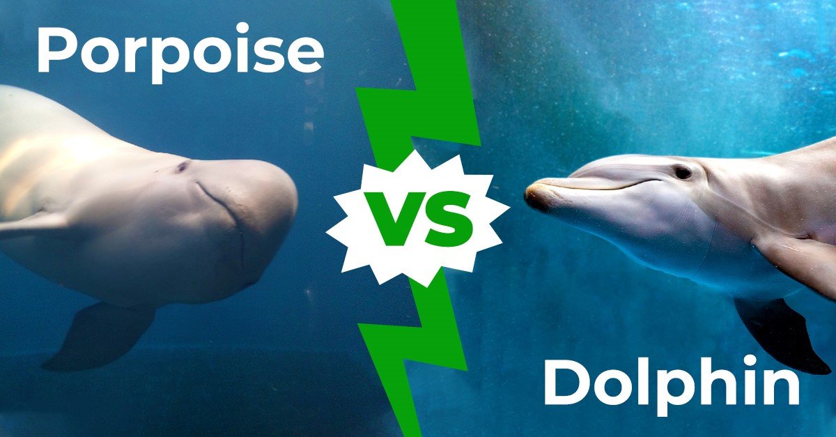 Difference Between Dolphins and Porpoises