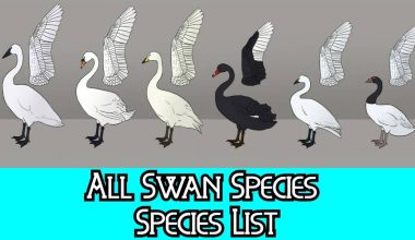 Different Types of Swans