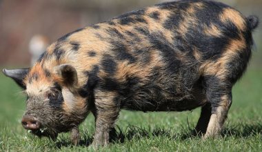 Mini Pig Breeds