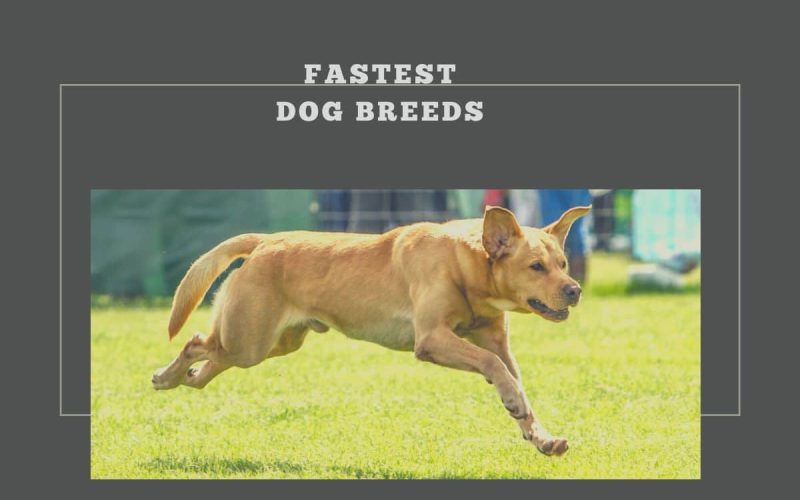 Fastest Dog Breeds