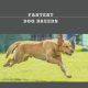 Fastest Dog Breeds