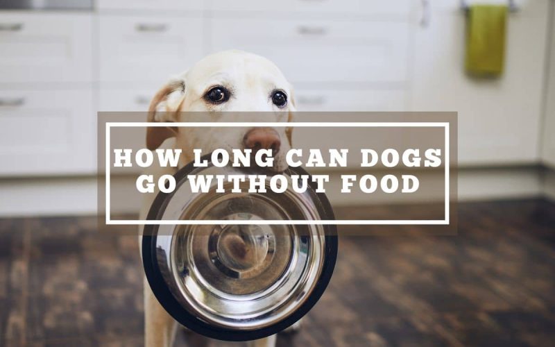 How Long Can Dogs Go Without Food