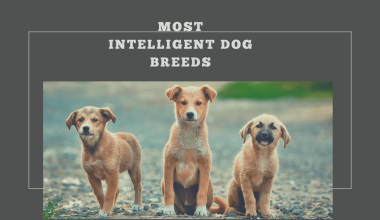 Most Intelligent Dog Breeds