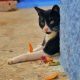 Best Cat Apps