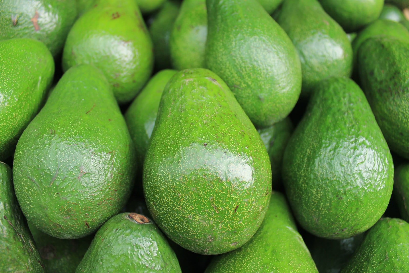 Can dogs eat avocado 