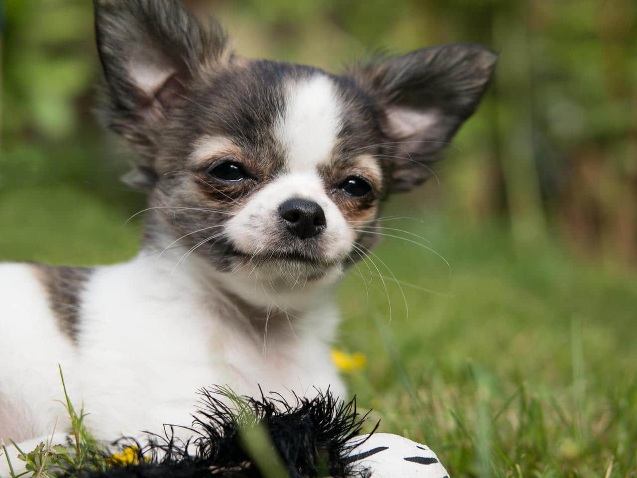 Chihuahua Small Dog Breeds