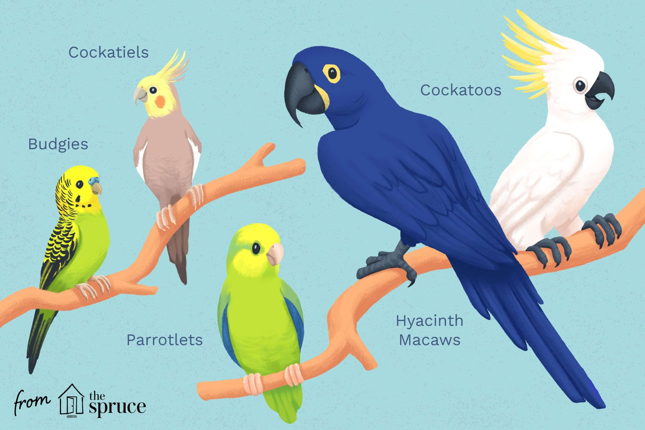 17 Different Types Of Parrots With Pictures Faqs