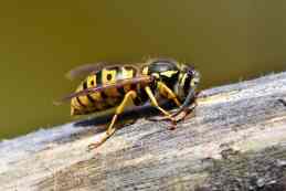Different Types of Wasps