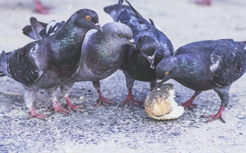 Most Common Pigeon Diseases