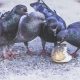 Most Common Pigeon Diseases