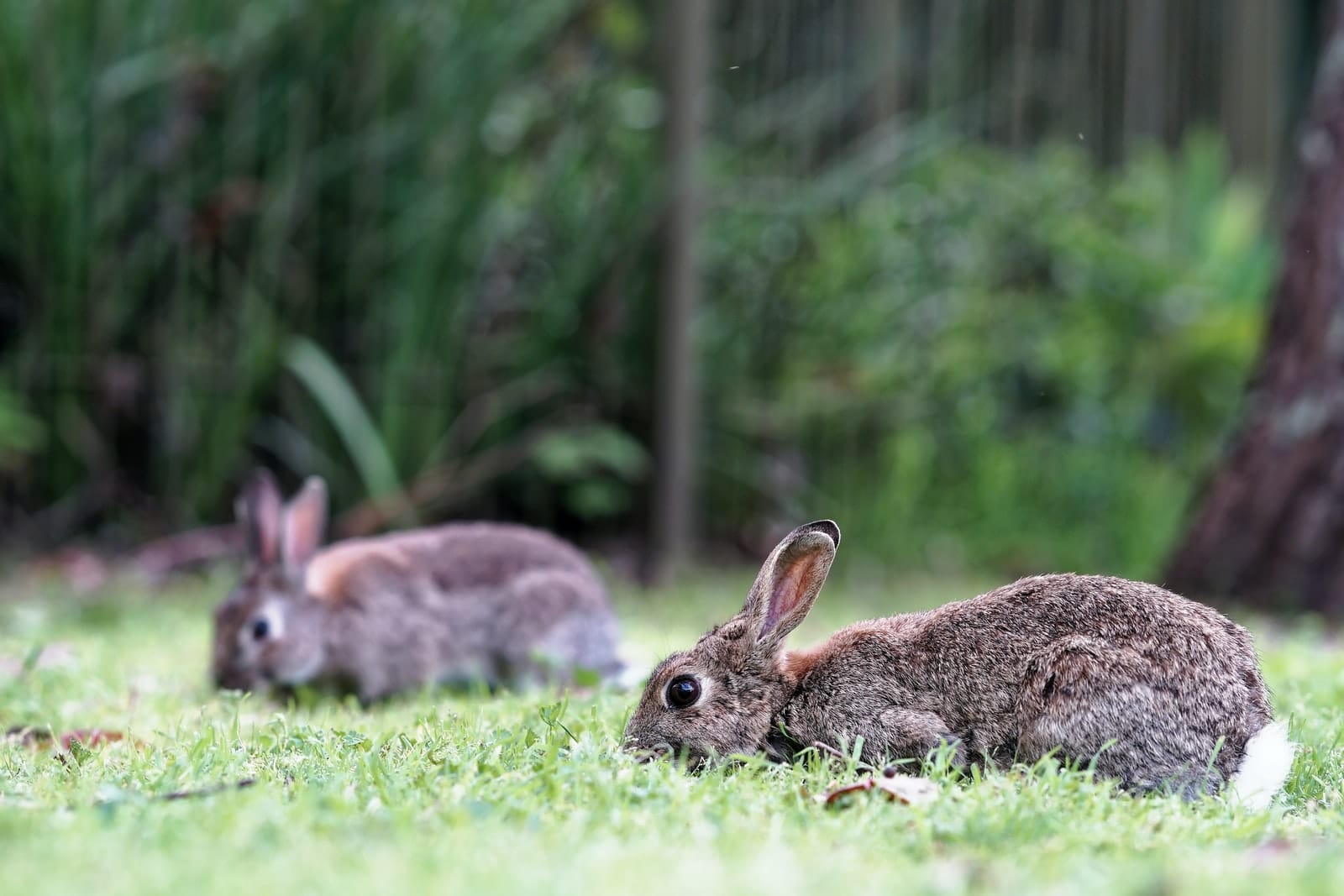 Rabbits Best Exotic Pets for Apartment Living