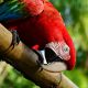 Types of Amazon Parrots